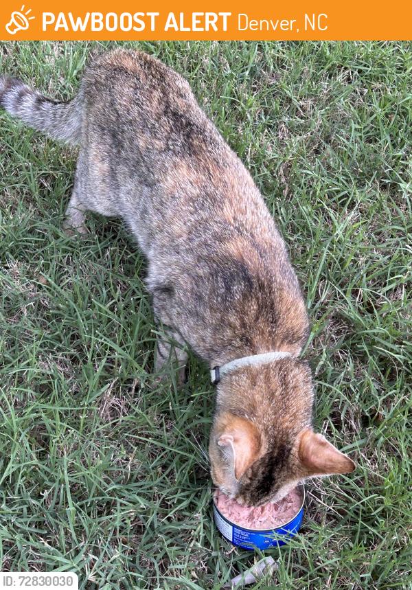 Found/Stray Unknown Cat last seen Sylvan Dr. Denver NC , Denver, NC 28037