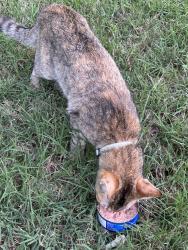 Found/Stray Unknown Cat last seen Sylvan Dr. Denver NC , Denver, NC 28037
