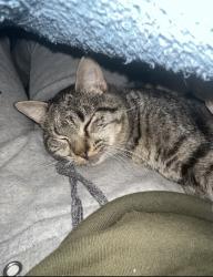 Lost Male Cat last seen Erie Animal Network, Erie, PA 16501