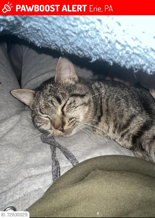 Lost Male Cat last seen Erie Animal Network, Erie, PA 16501