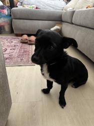Found/Stray Female Dog last seen In front of saint church next to the stop sign, San Bernardino, CA 92411