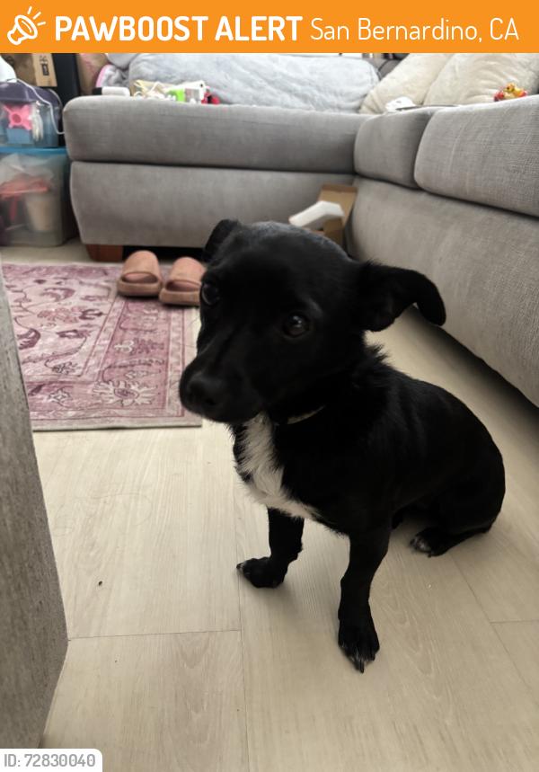 Found/Stray Female Dog last seen In front of saint church next to the stop sign, San Bernardino, CA 92411