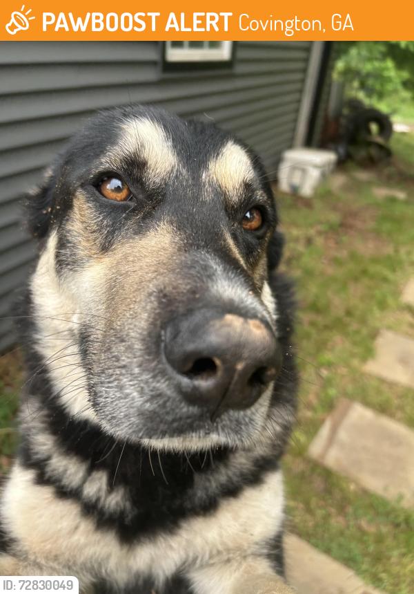 Found/Stray Male Dog last seen Near fincher rd, Covington, GA 30016