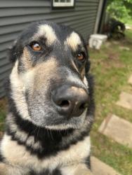 Found/Stray Male Dog last seen Near fincher rd, Covington, GA 30016