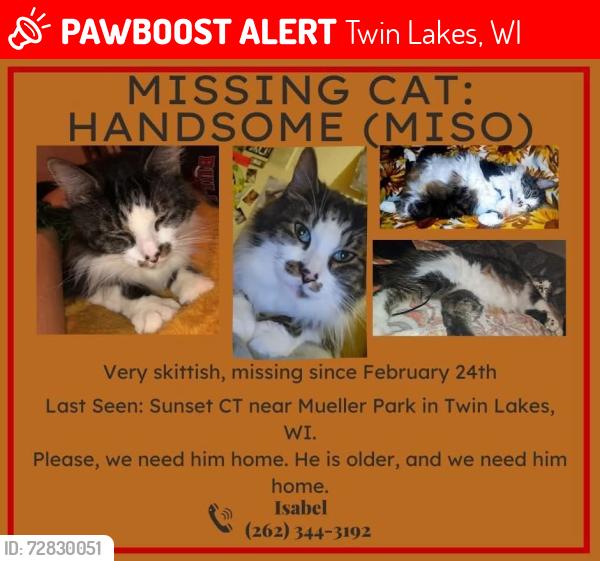 Lost Male Cat last seen W Hunt Ave, Twin Lakes, WI 53181, Twin Lakes, WI 53181