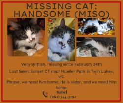 Lost Male Cat last seen W Hunt Ave, Twin Lakes, WI 53181, Twin Lakes, WI 53181