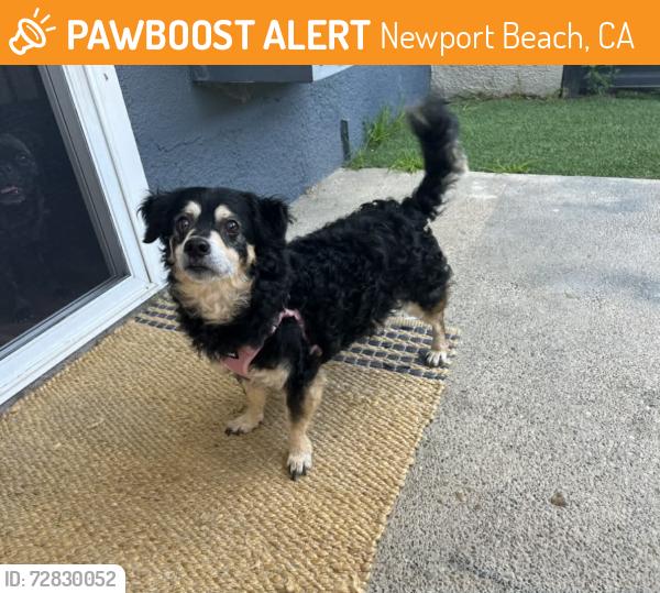 Found/Stray Male Dog last seen Newport Beach , Newport Beach, CA 92663
