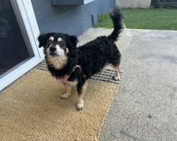 Found/Stray Male Dog last seen Newport Beach , Newport Beach, CA 92663