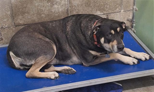 Shelter Stray Female Dog last seen Near BLOCK LAKELAND ST, LAKE ISABELLA CA 93240, Lake Isabella, CA 93240