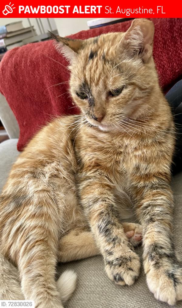 Lost Female Cat last seen Marine St./ St Charles St/ National Guard Headquarters , St. Augustine, FL 32084