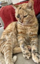 Lost Female Cat last seen Marine St./ St Charles St/ National Guard Headquarters , St. Augustine, FL 32084