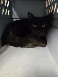 Shelter Stray Female Cat last seen Near BLOCK FAIRFAX RD, BAKERSFIELD CA 93306, Bakersfield, CA 93308