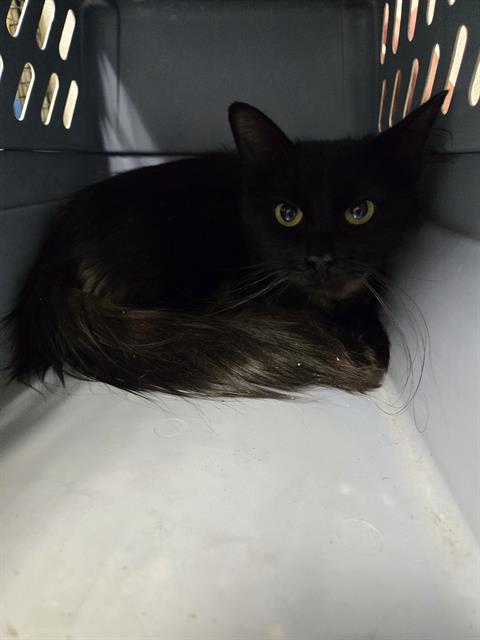 Shelter Stray Female Cat last seen Near BLOCK FAIRFAX RD, BAKERSFIELD CA 93306, Bakersfield, CA 93308