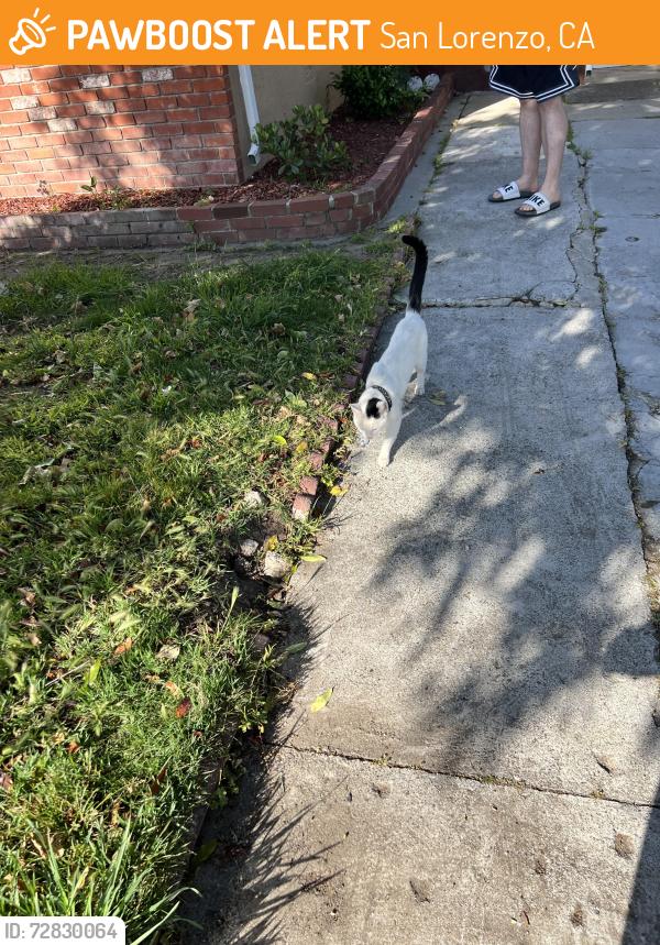 Found/Stray Unknown Cat last seen Vía conejo, San Lorenzo, CA 94580