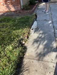Found/Stray Unknown Cat last seen Vía conejo, San Lorenzo, CA 94580
