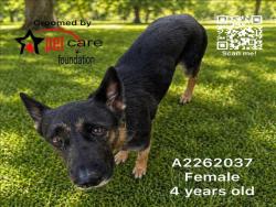 Shelter Stray Female Dog last seen , Los Angeles, CA 90047