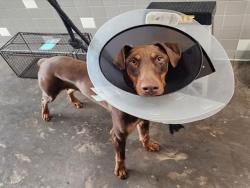 Shelter Stray Female Dog last seen , Los Angeles, CA 90047