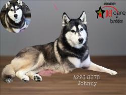 Shelter Stray Male Dog last seen , Los Angeles, CA 90047