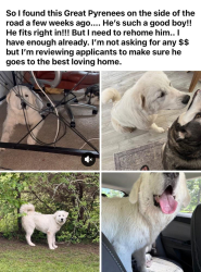 Found/Stray Male Dog last seen Aleah Little hey the day I found him I asked around the neighborhood (2100 & Cleveland-Huffman rd), Cleveland, TX 77327