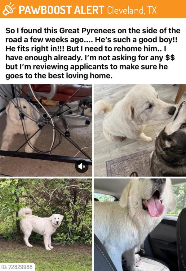 Found/Stray Male Dog last seen Aleah Little hey the day I found him I asked around the neighborhood (2100 & Cleveland-Huffman rd), Cleveland, TX 77327