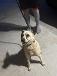 Found/Stray Male Dog last seen hosp Road and Ridgeway Rd, Commerce, GA 30529