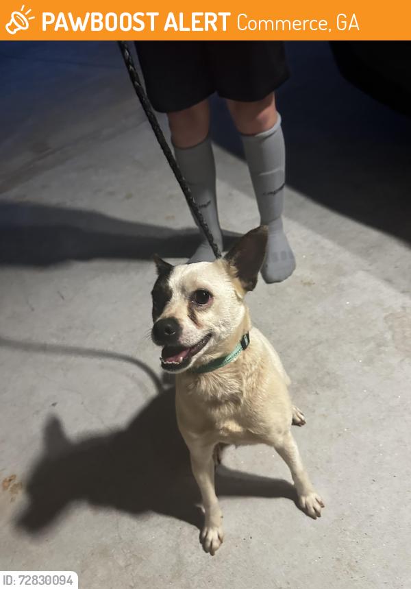 Found/Stray Male Dog last seen hosp Road and Ridgeway Rd, Commerce, GA 30529