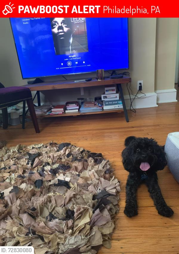 Lost Male Dog last seen Medary Ave and Limekiln Pk, Philadelphia, PA 19141