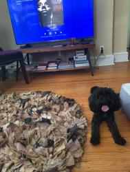 Lost Male Dog last seen Medary Ave and Limekiln Pk, Philadelphia, PA 19141