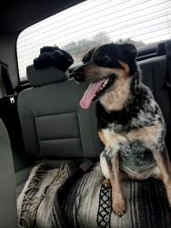 Lost Female Dog last seen Mott rd and fish lake, North Branch, MI 48461