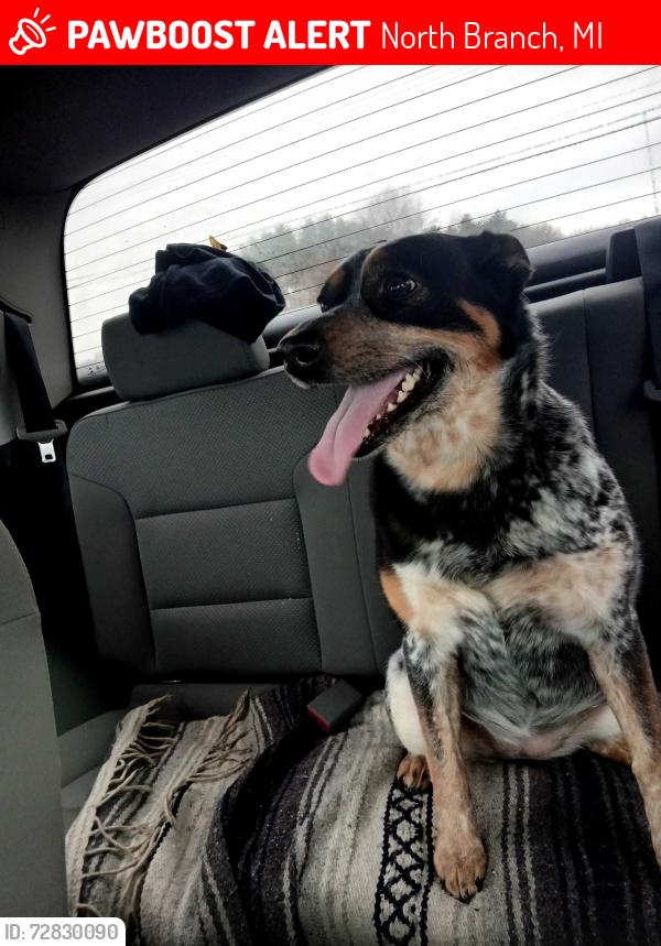 Lost Female Dog last seen Mott rd and fish lake, North Branch, MI 48461