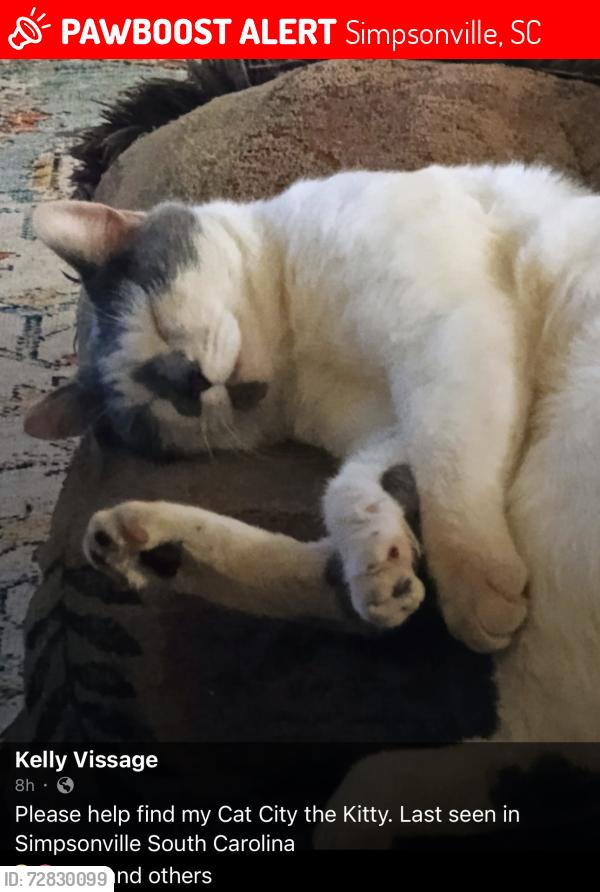 Lost Male Cat last seen Goldenrain way simpsonville, sc , Simpsonville, SC 29680