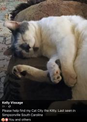 Lost Male Cat last seen Goldenrain way simpsonville, sc , Simpsonville, SC 29680