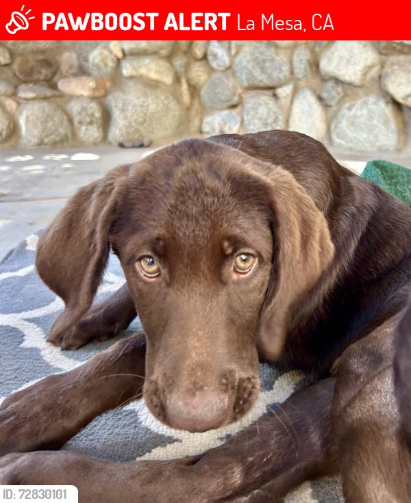 Lost Male Dog last seen mt helix, La Mesa, CA 91941