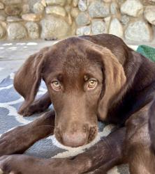 Lost Male Dog last seen mt helix, La Mesa, CA 91941