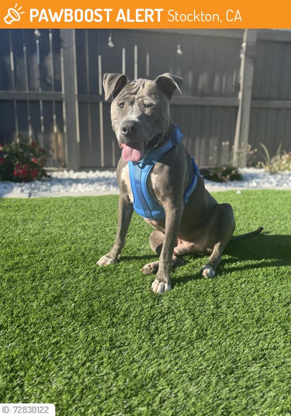 Found/Stray Male Dog last seen Hammer and Don, Stockton, CA 95210