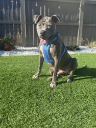Found/Stray Male Dog last seen Hammer and Don, Stockton, CA 95210