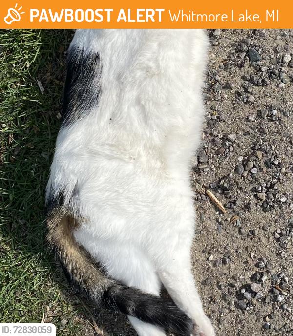 Found/Stray Female Cat last seen Kenton Dr, Whitmore Lake, MI 48189