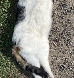 Found/Stray Female Cat last seen Kenton Dr, Whitmore Lake, MI 48189