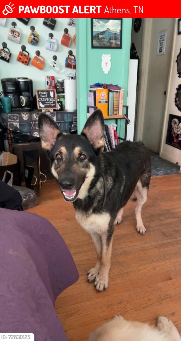 Lost Male Dog last seen Heritage Park, Athens, TN 37303