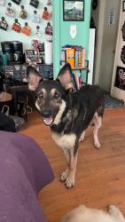 Lost Male Dog last seen Heritage Park, Athens, TN 37303