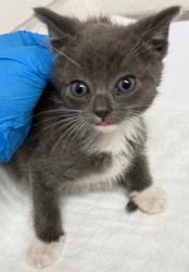 Shelter Stray Male Cat last seen , CA , Oakland, CA 94601
