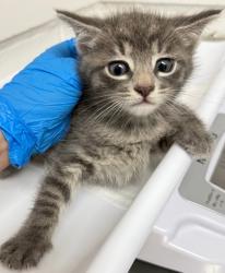 Shelter Stray Male Cat last seen , CA , Oakland, CA 94601