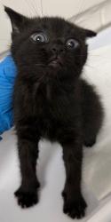 Shelter Stray Female Cat last seen , CA , Oakland, CA 94601