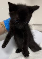 Shelter Stray Female Cat last seen , CA , Oakland, CA 94601