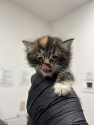 Shelter Stray Female Cat last seen Oakland, CA , Oakland, CA 94601