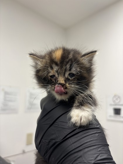 Shelter Stray Female Cat last seen Oakland, CA , Oakland, CA 94601