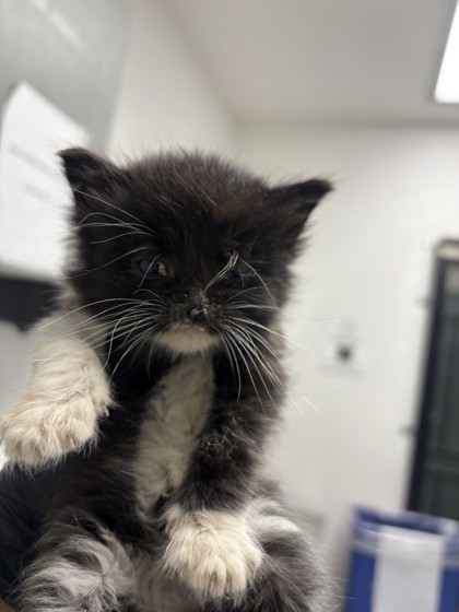 Shelter Stray Male Cat last seen Oakland, CA , Oakland, CA 94601