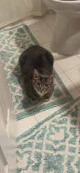 Reunited Male Cat last seen 14th & Fairmont, Washington, DC 20009