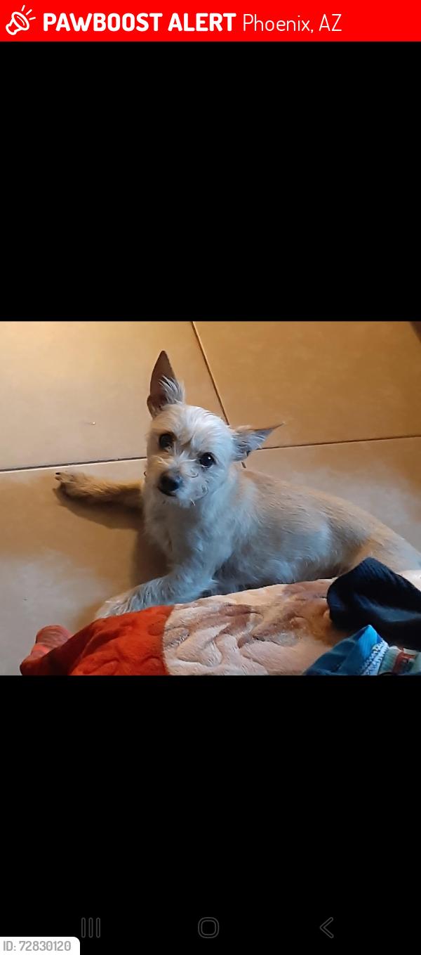 Lost Male Dog last seen Near avenida w encanto y 35 mcdowell rd, Phoenix, AZ 85009