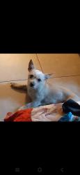 Lost Male Dog last seen Near avenida w encanto y 35 mcdowell rd, Phoenix, AZ 85009